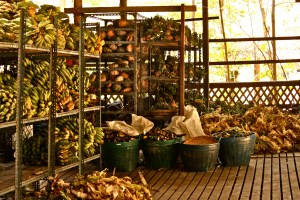 Some of the many pounds of food we got to feed to the great elephants at the ENP.