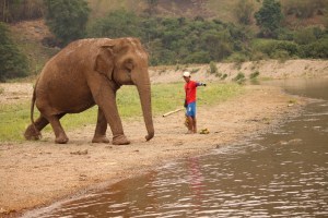 from ENP website: (b. ~1975) Rescued from a trekking camp in early March 2011, there is still much to learn about Tilly’s past. It is known that she has had about 15 owners already. She likely injured her leg when she was working within the illegal logging industry or a forced breeding program. She was bought from a nearby trekking camp and had only been there a few months when ENP rescued her. It is not known exactly what her job was as it is hard to imagine her actually wearing a trekking seat as her spine is considerably peaked and slopes down toward her back end.