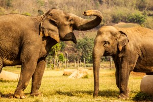 Just some elephants hanging out.
