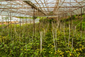 Sustainable agriculture part of the King's Royal Project happening in this Akha Village. 