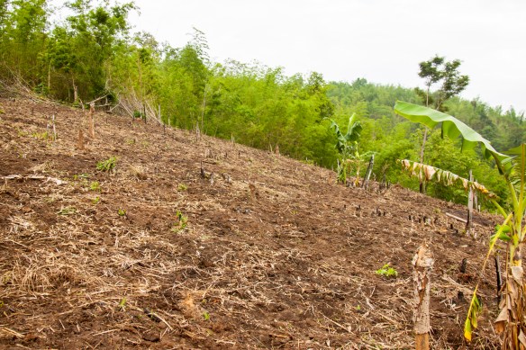 Part of the hillside turned rice field.